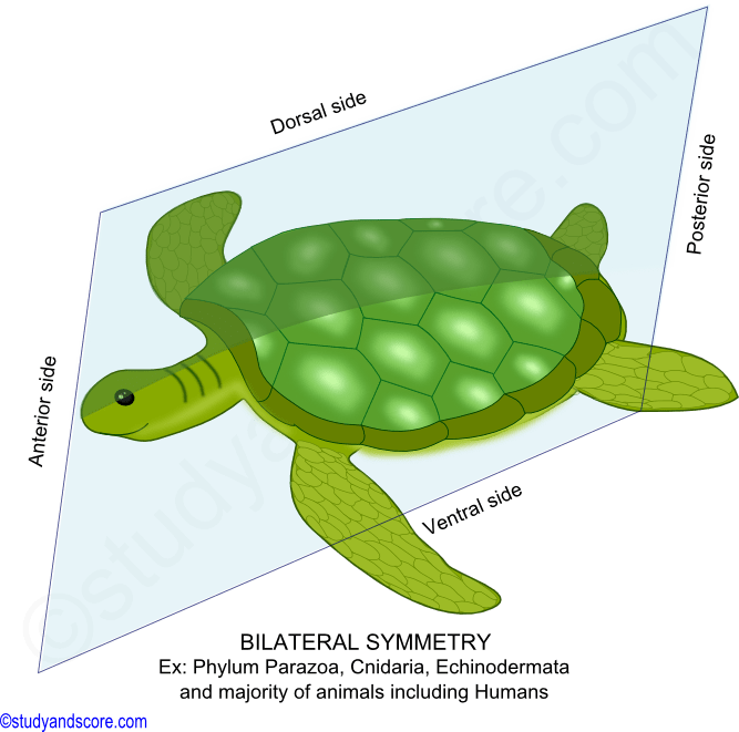 Bilateral symmetry,  symmetry in animals, types of symmetry,parazoa, cnidaria, echinodermata